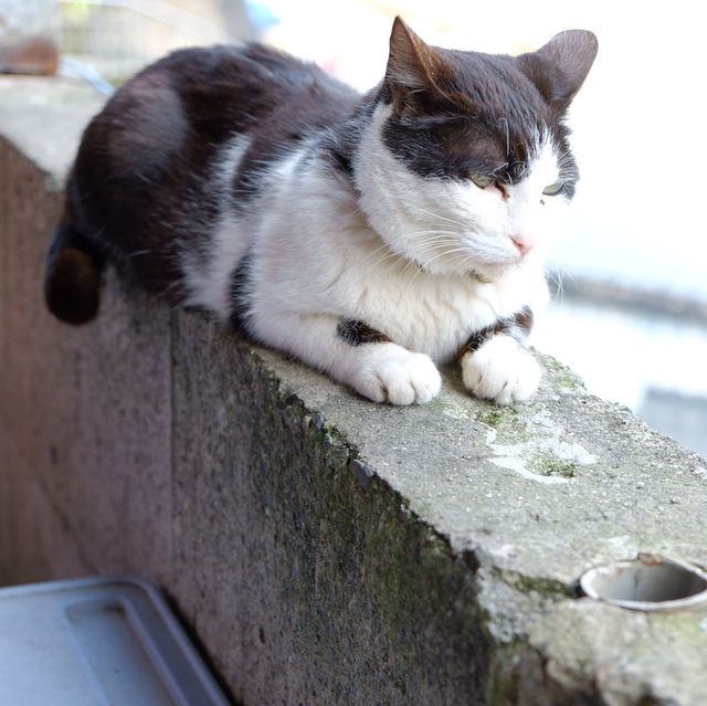 台北 - 闖入喵喵的世界🐱