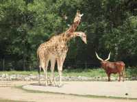 A day at Lyon Zoo 🇫🇷