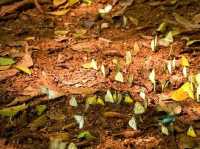 Ban Krang butterfly 🦋 Park 🇹🇭 