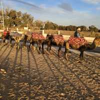 A Wonderful Camel Ride and BBQ Experience