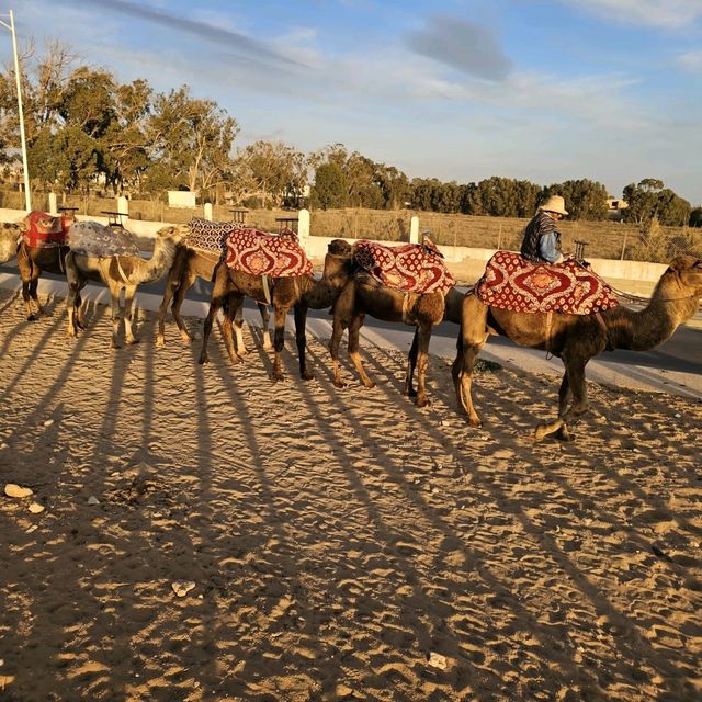 A Wonderful Camel Ride and BBQ Experience