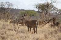 8-Day Amazing Comfort Camping Safari – Tanzania