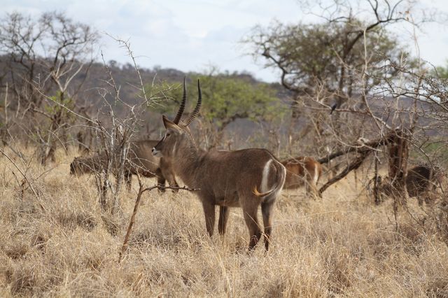 8-Day Amazing Comfort Camping Safari – Tanzania