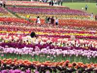A Lovely Spring Day at Tulley's Tulip Farm, Hatton