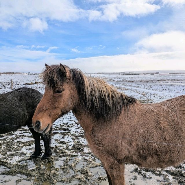 Idyllic Iceland - How to live the snow, sights and dreams!
