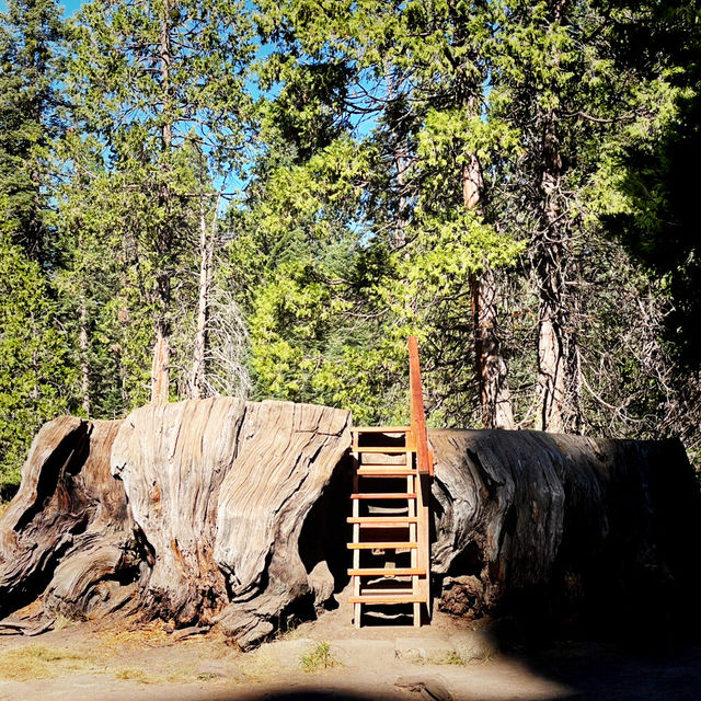 🌲 Land of Giants: Visit the General Sherman Tree 🌲