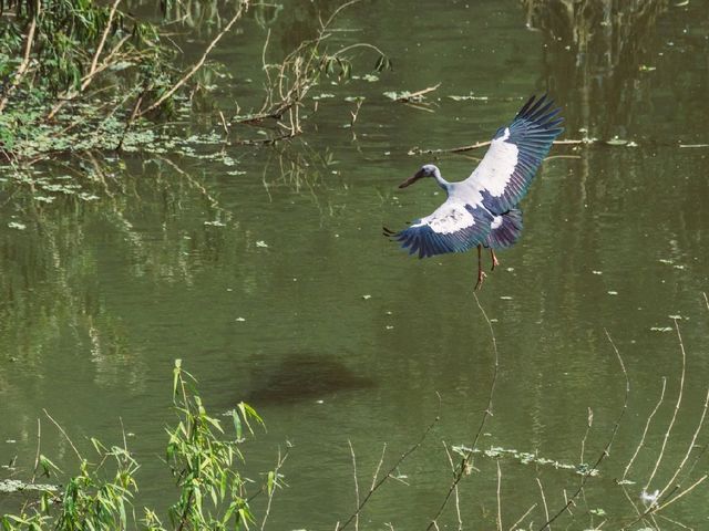 Thung Nham Bird Park: A Hidden Oasis in Tam Coc, Vietnam