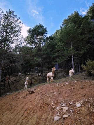 ลามะและภูเขาที่ Merolla Berguedà 🦙🌄⛰️