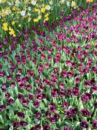 A Symphony of Blooms