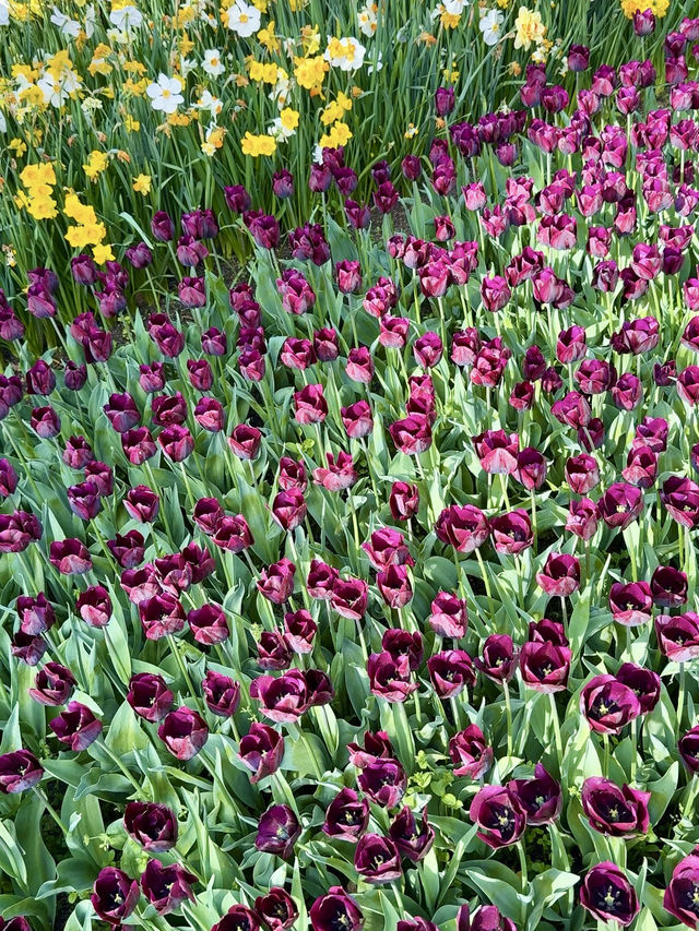 A Symphony of Blooms