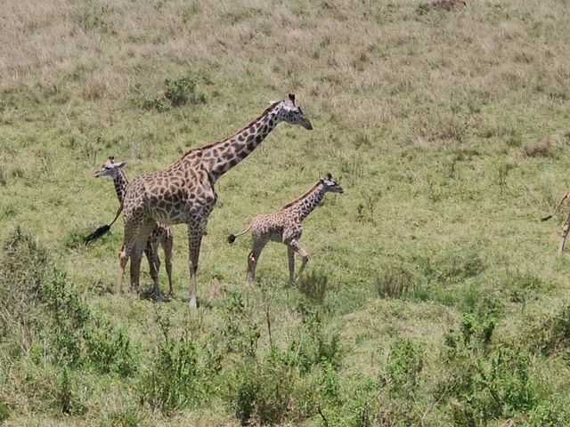 Wild Hearts & Golden Horizons: Fall Safari in Kenya Wild Hearts & Golden Horizons: Fall Safari in Kenya