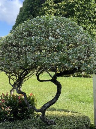 A visit to Kew Gardens can easily fill an entire day due to its vast size and diverse attractions. 