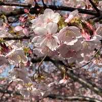 【上海桜の名所】上海人なら誰でも知っている顧村公園