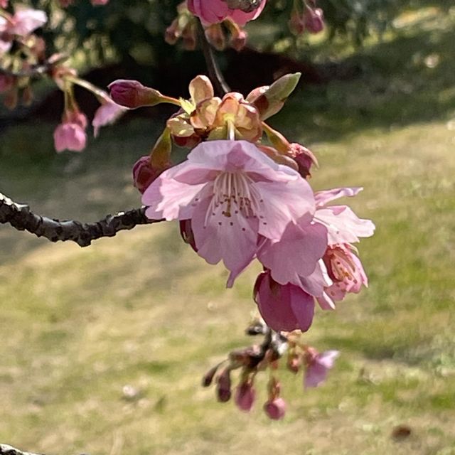 【上海桜の名所】上海人なら誰でも知っている顧村公園