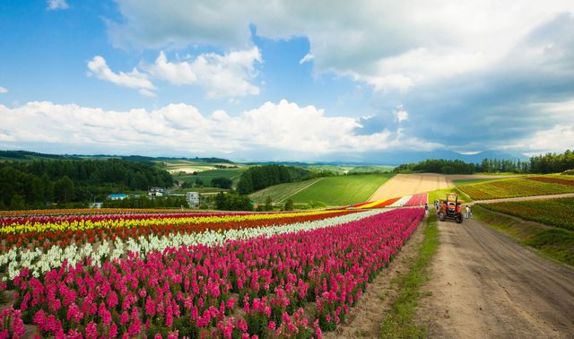 Do you know how beautiful Hokkaido in Japan is?