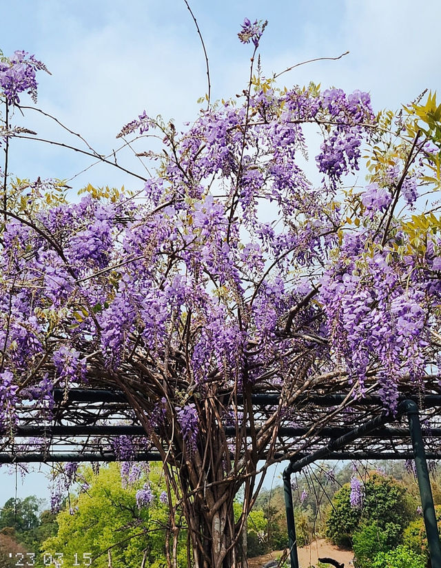 Hong Kong Flower Appreciation | Beautiful blooming of Wisteria at Shenzhen's Qingkuai Tang