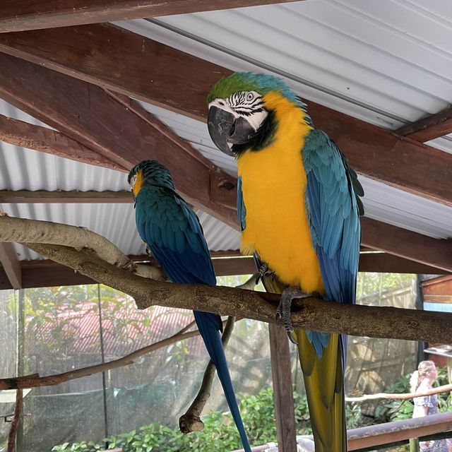 Kuranda Bird World - Cheeky and Colorful