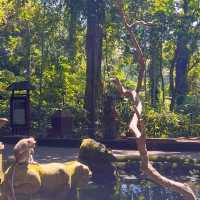 Bali's Cheeky Residents @Monkey Forest