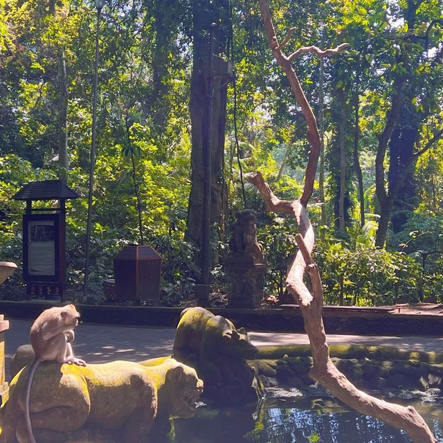 Bali's Cheeky Residents @Monkey Forest