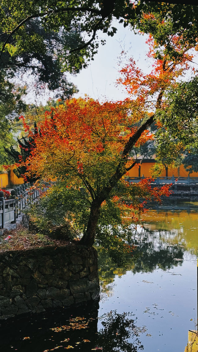 帶上媽媽尋秋色-寧波阿育王寺