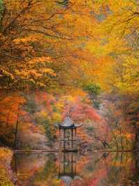 ●陝西黎坪國家森林公園！被光霧山掩蓋的紅葉秘境