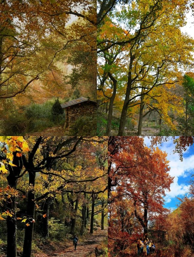 南黄古道／北有香山紅葉，南有南黃楓葉，太美太震撼了！