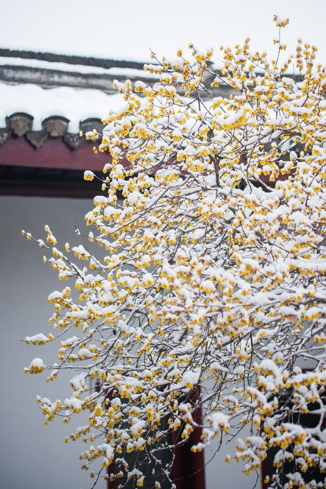 雪中水繪園