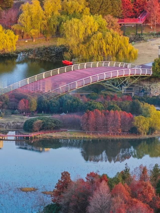 到獨墅湖公園一睹紅杉在冬日裡最後也是最倔強的“火紅”盛景