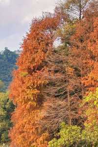 深圳拍照 新年去仙湖植物園看一次落羽杉吧