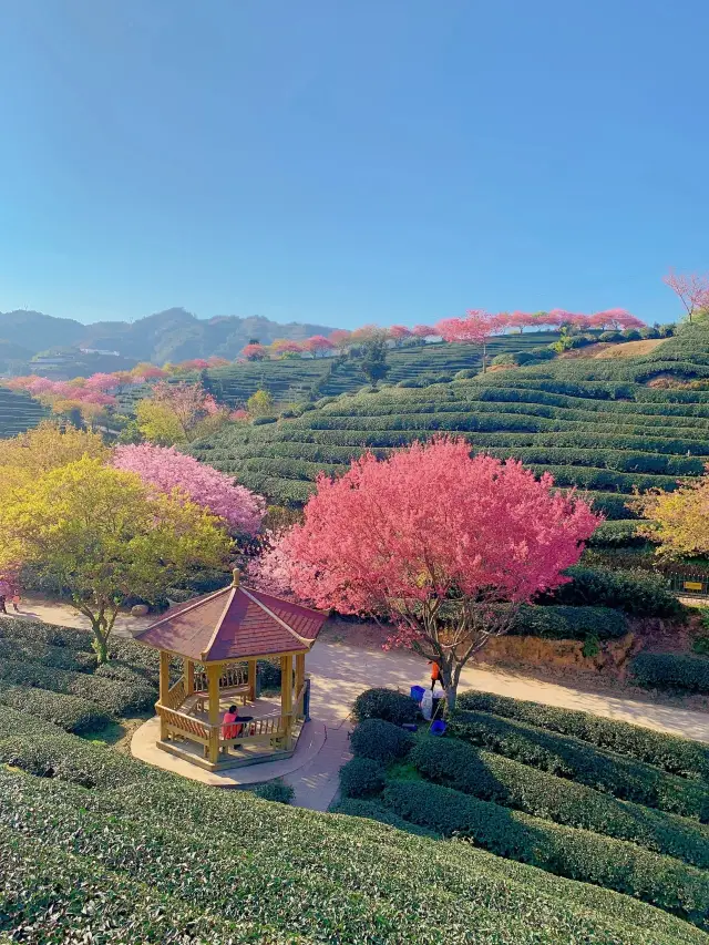 不用去日本“中國最美櫻花”就藏在福建