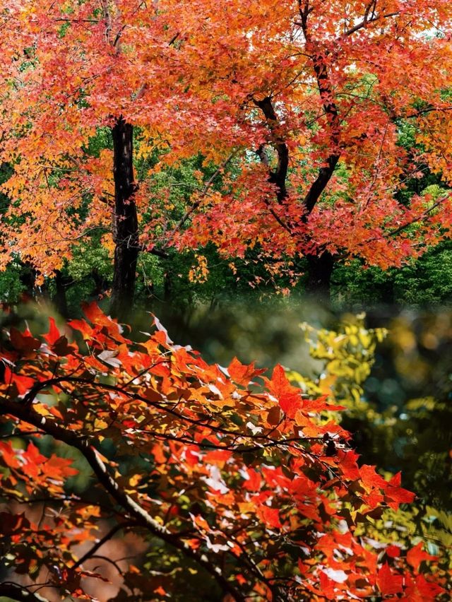 免費賞虞美人花海、楓葉紅了，這一幕美爆了！