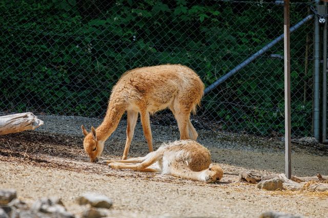 蘇黎世動物園是世界上最好的動物園