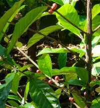 興隆熱帶植物園——科技是第一生產力的實例解讀