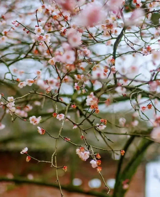 Sichuan Dayi Heming Mountain - Spring begins to sprout, plum blossoms bloom
