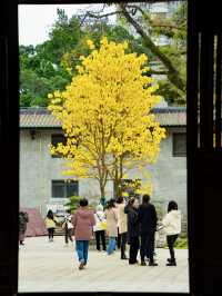 太開心了，光孝寺裡居然也有黃花風鈴木