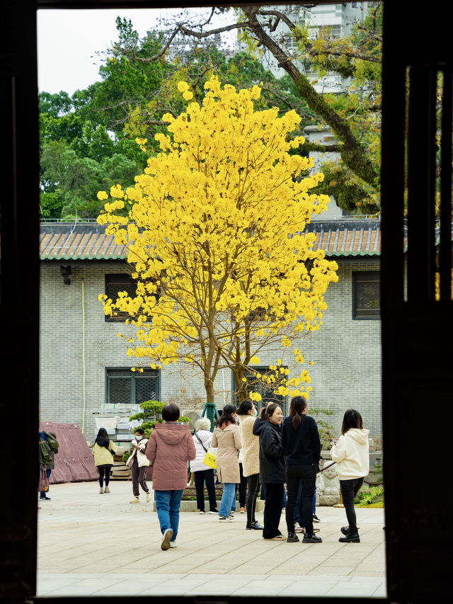 太開心了，光孝寺裡居然也有黃花風鈴木