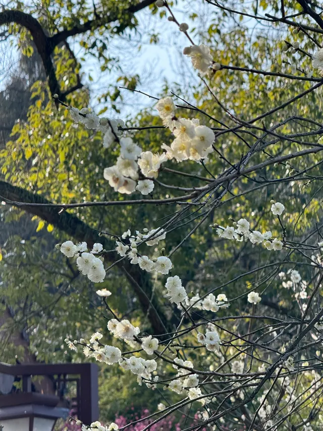 沒想到杭州最美的梅花在超山！