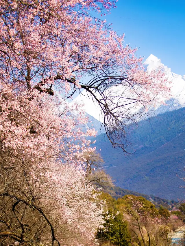 3月に林芝の桃の花を見る際に、必ず注意すべき8つのこと