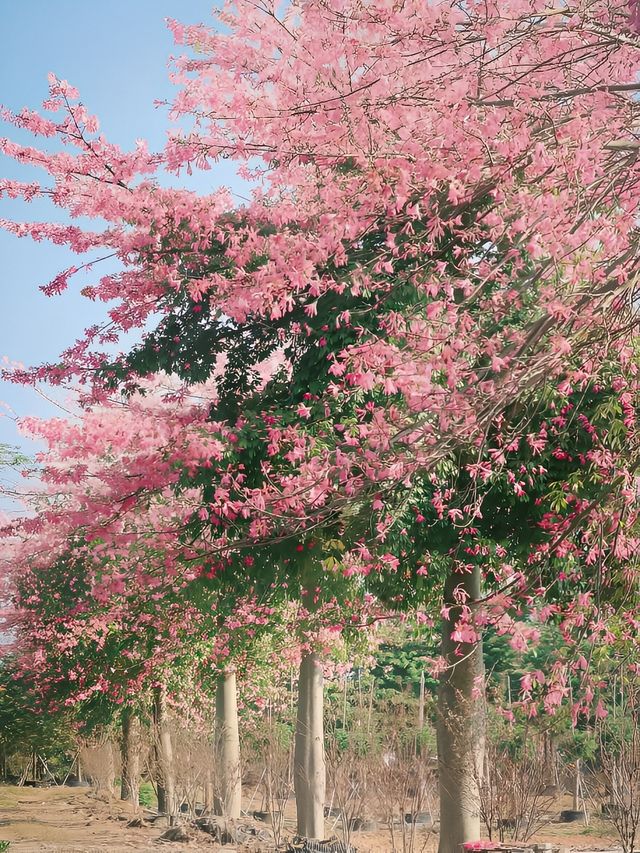 送你滿屏黃花風鈴