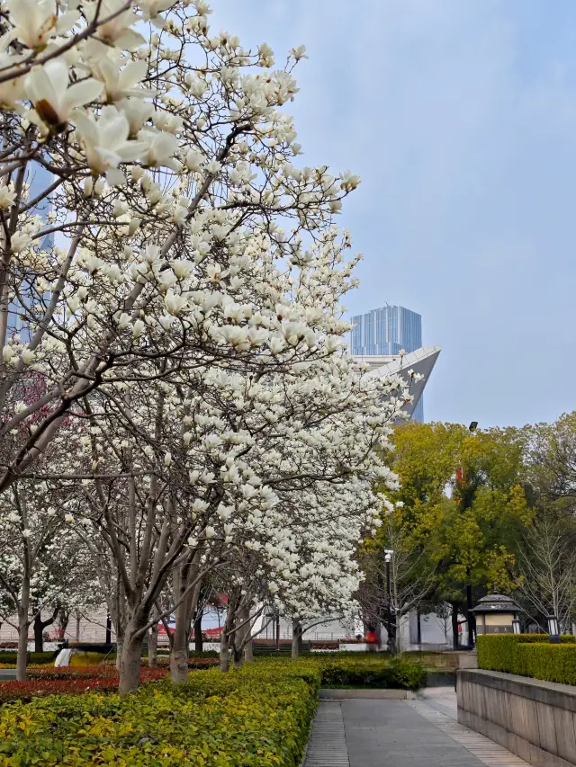 The area around Renmin Square is already surrounded by magnolia flowers