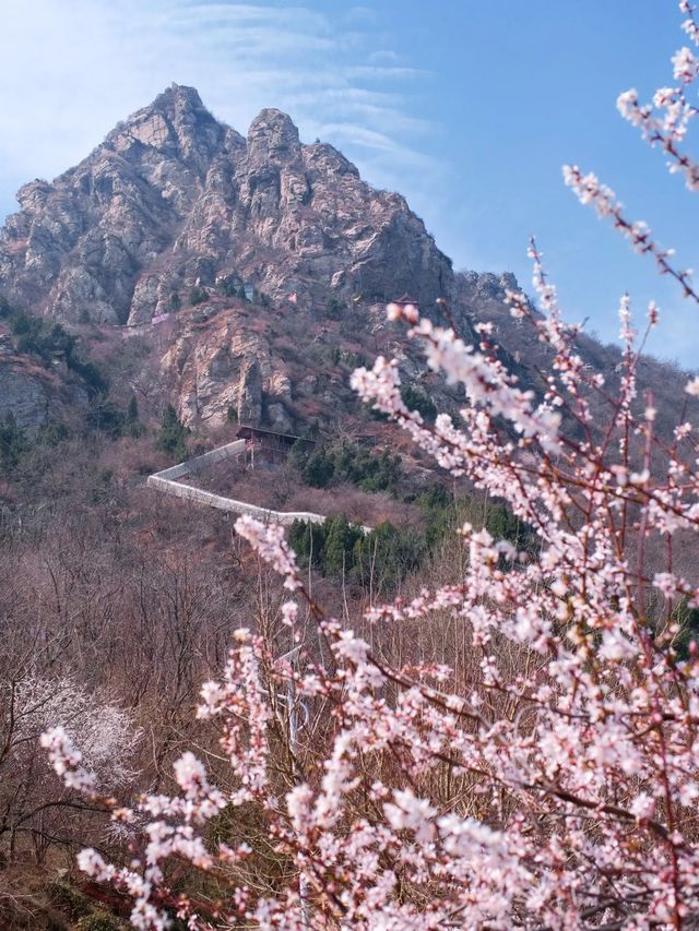 鄭州這個杏花山村快沖錯過再等一年