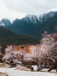 林芝山澤居‖躺在桃花裡看南迦巴瓦日照金山