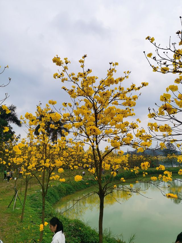 百花齊放才是春—肇慶七星岩的花都開了