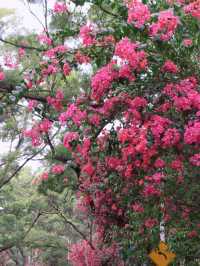 深圳拍照打卡地之最美花街｜華僑城香山中街