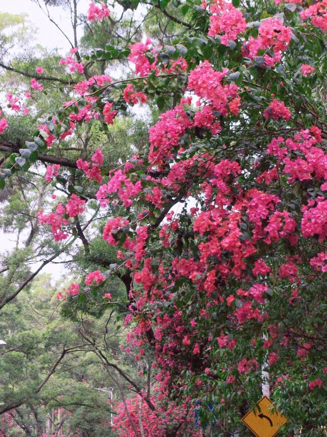 深圳拍照打卡地之最美花街｜華僑城香山中街