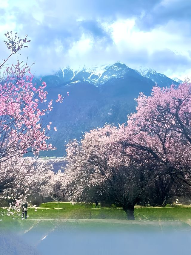 西藏·林芝｜赴一場雪山與桃花的浪漫之約