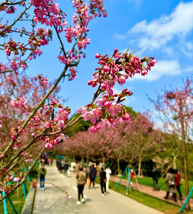 A Feast of Flowers: The Colorful Spring of Nanchang's Phoenix Valley