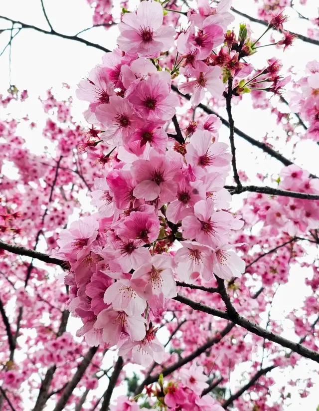 鸡鸣寺の桜よりも美しいのは、一壁を隔てて王安石に埋められそうになった玄武湖です
