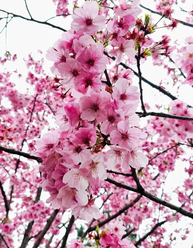 비계명사 벚꽃보다 더 아름다운 것은, 한 벽之隔 차마 왕안석에게 묻힐 뻔한 현무호이다