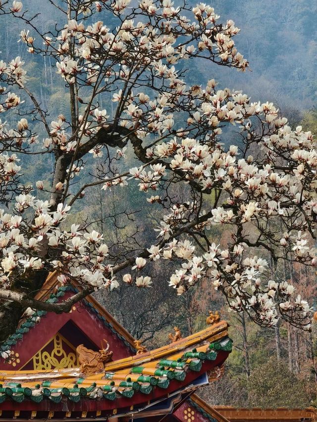 禪源寺百年玉蘭花已開，美過法喜寺！